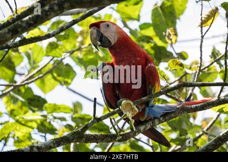 Scarlet Macaw Ara macao, Sarapiqui, Costa Rica, Amérique centrale Copyright : BenxPipe 848-3029 Banque D'Images