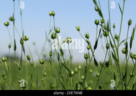 plantes de lin vert avec des graines en gros plan dans un champ dans la campagne néerlandaise et un ciel bleu Banque D'Images