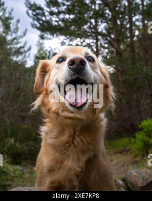 Golden Retriever souriant pour un portrait naturel pris sous un angle très bas Banque D'Images