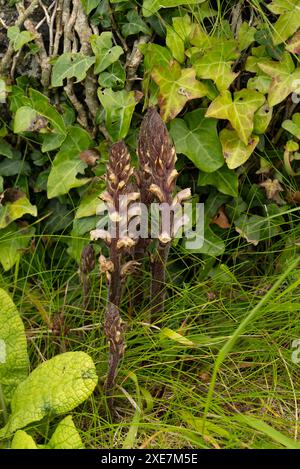 Broomrape de lierre (Orobanche hederae) parasite sur lierre. Cornwall, Royaume-Uni Banque D'Images