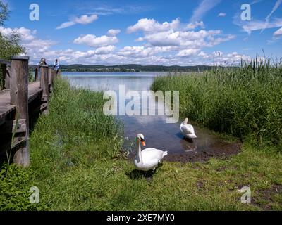 Schwäne am Ufer vom Bodensee neben einem Holzsteg auf der Insel Reichenau Reichenau Baden-Württemberg Deutschland *** Cygnes sur les rives du lac de Constance à côté d'une jetée en bois sur l'île de Reichenau Reichenau Baden Württemberg Allemagne Banque D'Images