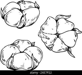 Coton trois fleurs sous différents angles. Le dessin au trait est une illustration simple dessinée à la main à l'encre noire et blanche. Ensemble d'objets isolés vecteur EPS Illustration de Vecteur