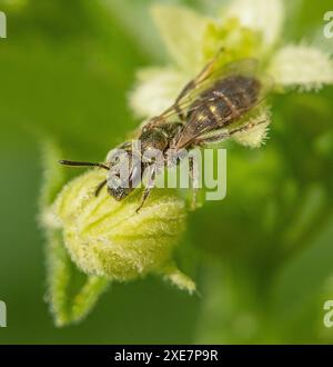 Abeille de sable de betterave de clôture 'Andrena florea'. Banque D'Images