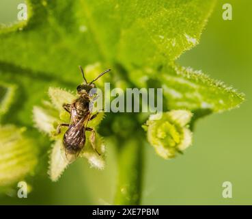 Abeille de sable de betterave de clôture 'Andrena florea'. Banque D'Images