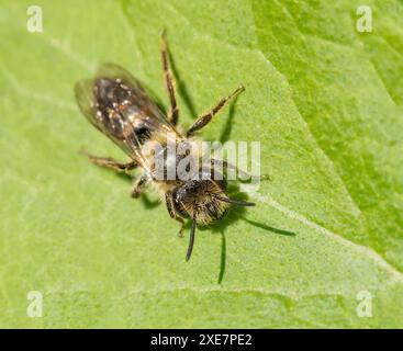 Abeille de sable de betterave de clôture 'Andrena florea'. Banque D'Images