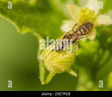 Abeille de sable de betterave de clôture 'Andrena florea'. Banque D'Images