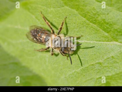 Abeille de sable de betterave de clôture 'Andrena florea'. Banque D'Images