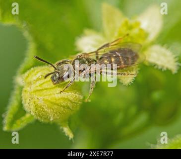 Abeille de sable de betterave de clôture 'Andrena florea'. Banque D'Images