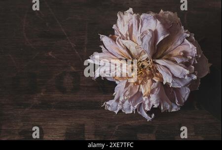 Gros plan d'une fleur de pivoine rose séchée avec des pétales fanés et une texture complexe sur un fond en bois rustique foncé, de humeur changeante et élégante Banque D'Images