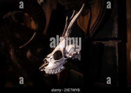 Crâne de cerf Roe mâle sur un mur à l'intérieur d'un caban de chasse, Cabinet de curiosités Banque D'Images