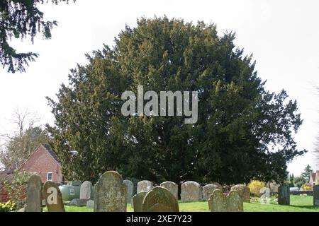 Yew tree (Taxus baccata) dans un cimetière de campagne parmi les pierres tombales un jour d'hiver. Kintbury, Berkshire, mars Banque D'Images