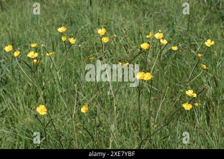 Prairie ou champ Buttercup (Ranunculus acris) grandes plantes en fleur dans un pâturage d'herbe, Berkshire, avril Banque D'Images