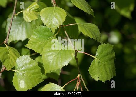 Jeune bouleau argenté (Betula pendula) en forme de coeur, feuilles dentelées triangulaires dans les bois au début du printemps, Berkshire, avril Banque D'Images