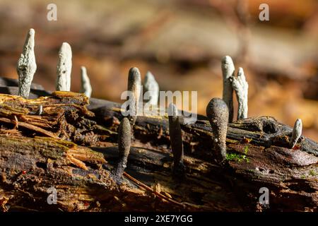 Xylaria hypoxylon est une espèce de champignon de la famille des Xylariaceae connue sous une variété de noms communs tels que le champignon chandelier, le chandelier Banque D'Images