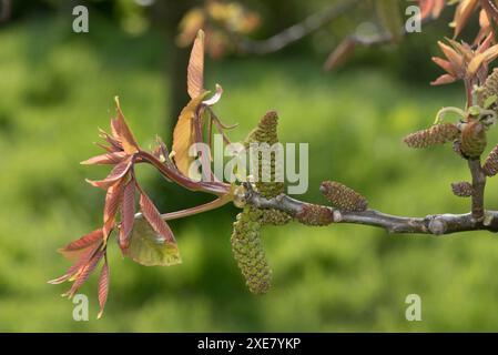 Fleurs mâles d'un noyer persan, commun ou anglais (Juglans regia) avec de jeunes feuilles de couleur bronze au printemps, Berkshire, avril Banque D'Images