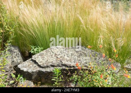 Pierre dans le jardin Ponytail Grass, Stipa tenuissima Pony Tails Banque D'Images