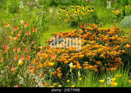 Début de la saison estivale juin prairie Asclepias tuberosa Banque D'Images