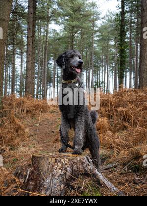 Adolescent bleu Standard Canodle sur une souche d'arbre, Wareham Forest, Dorset, Royaume-Uni Banque D'Images