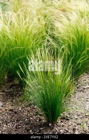 Herbe à queue de cheval, Stipa tenuissima dans jardin plante vivace plantes vivaces Banque D'Images