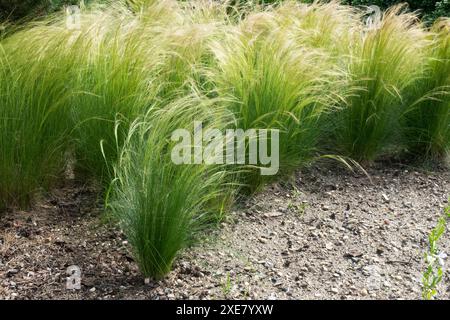 Herbe à queue de cheval, Stipa tenuissima dans plantes de jardin plantes vivaces vivaces Banque D'Images