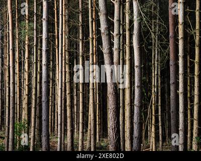 Plantation de pins, Wareham, Dorset, Royaume-Uni Banque D'Images