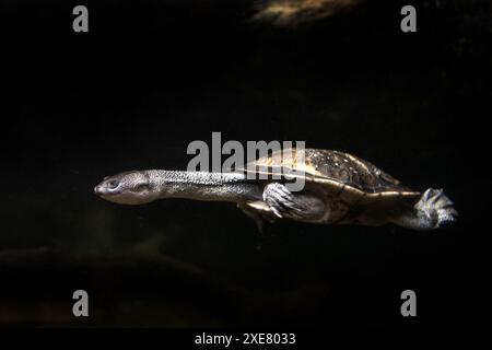 Tortue à cou de serpent de l'île Roti dans le zoo de Prague. Chelodina mccordi plonge dans l'aquarium. Groupe de tortue à cou de serpent de McCord. Animal vivant dans CA Banque D'Images