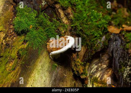 Champignon de pain d'ours brun avec bordures blanches et mousse verte dans la forêt - Ganoderma applanatum. Banque D'Images