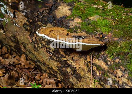 Champignon de pain d'ours brun avec bordures blanches et mousse verte dans la forêt - Ganoderma applanatum. Banque D'Images