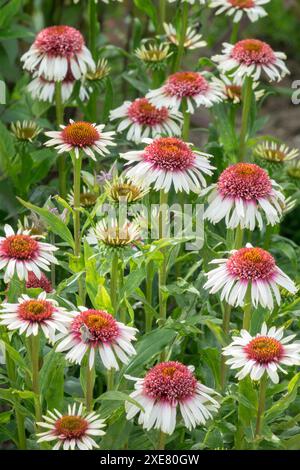 Échinacée 'fraise et crème' échinacées Coneflowers Banque D'Images