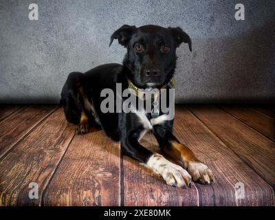 Photoshoot studio d'un chien Banque D'Images