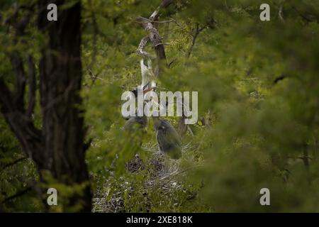 Les hérons gris prennent soin de leurs poussins sur le nid. Les hérons nichent sur les arbres. Oiseaux gris avec long cou et bec. Banque D'Images