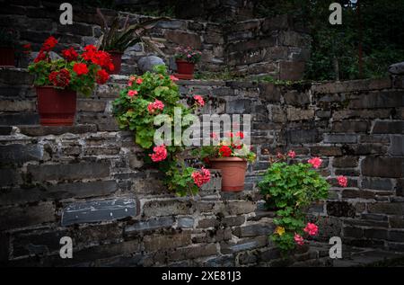 Beaux pots de fleurs avec des fleurs rouges en géranium suspendues et décorant un mur lapidé. Façade de jardin de maison Banque D'Images