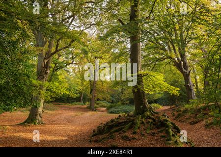 Bois de feuillus près du village de Burley à la lumière du soleil du matin, New Forest National Park, Hampshire, Angleterre. Banque D'Images