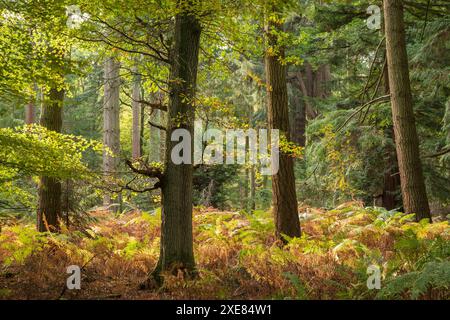 Couleurs automnales par un matin ensoleillé près de Rhinefield Ornamental Drive dans le parc national de New Forest, Hampshire, Angleterre. Automne (octobre) 2018. Banque D'Images