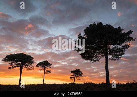 Scots Pine Trees silhouetté contre un ciel de coucher de soleil sur New Forest Heathland, Hampshire, Angleterre. Automne (octobre) 2018. Banque D'Images