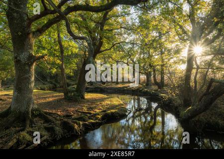 Tôt le matin, le soleil pénètre dans la forêt feuillus entourant Ober Water près de Puttles Bridge dans le parc national de New Forest, Hampshire, Angleterre Banque D'Images