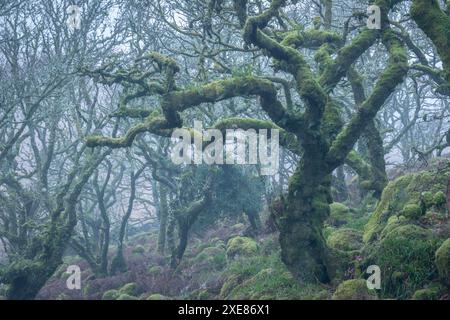 Arbre couvert de mousse dans Wistman’s Wood, parc national de Dartmoor, Devon, Angleterre. Hiver (janvier) 2019. Banque D'Images