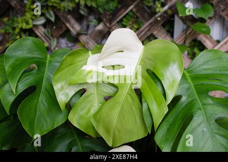 Monstera deliciosa Albo. Usine de fromage panaché. Plante d'intérieur chère à la mode Banque D'Images