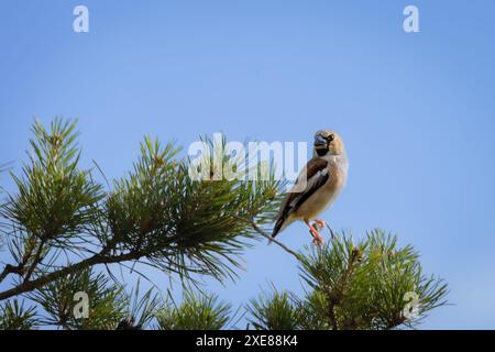 Hawfinch assis sur un arbre, Coccothraustes coccothraustes Banque D'Images