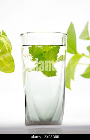 Un verre d'eau de limonade de menthe dans elle avec des feuilles vertes isolé citron froid Banque D'Images