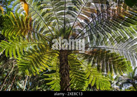 Au cœur de la forêt tropicale luxuriante d'Hawaï, une majestueuse fougère arborée se dresse, ses frondes massives se déployant comme un énorme parapluie. Le vert éclatant Banque D'Images