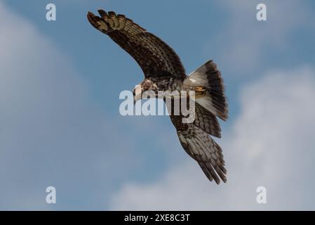 Escargot Kite planant au-dessus du marais. je cherche sa proie Banque D'Images