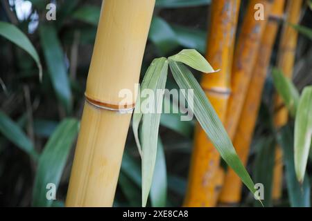 Gros plan d'énormes tiges jaunes de bambou avec des feuilles. Fond Zen Banque D'Images