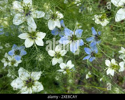 Nigella Damacena, fleurs, 'amour-dans-une-brume', ou 'diable dans la brousse', est une plante annuelle à fleurs de jardin, appartenant à la famille des renonculacées. Banque D'Images