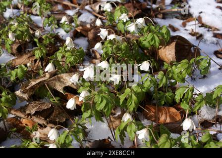 Anemone nemorosa, fleur de vent Banque D'Images
