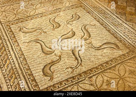 Mosaïques de la maison d'Orfeo. Cité romaine de Volubilis (II d.c.) Banque D'Images