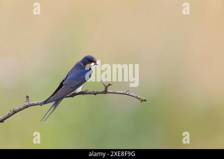 Hirondelle de grange Hirundo rustica, femelle adulte perchée sur la branche avec des plumes au bec, Hortobagy, Hongrie, juin Banque D'Images