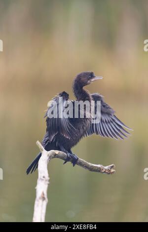 Cormoran pygmée Phalacrocorax pygmus, adulte perché sur les ailes de séchage des branches, Hortobagy, Hongrie, juin Banque D'Images