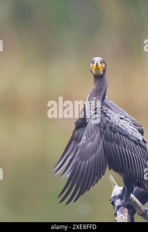 Grand cormoran Phalacrocorax carbo, plumage de 1ère année perché sur branche, ailes séchantes, Hortobagy, Hongrie, juin Banque D'Images