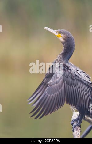 Grand cormoran Phalacrocorax carbo, plumage de 1ère année perché sur branche, ailes séchantes, Hortobagy, Hongrie, juin Banque D'Images